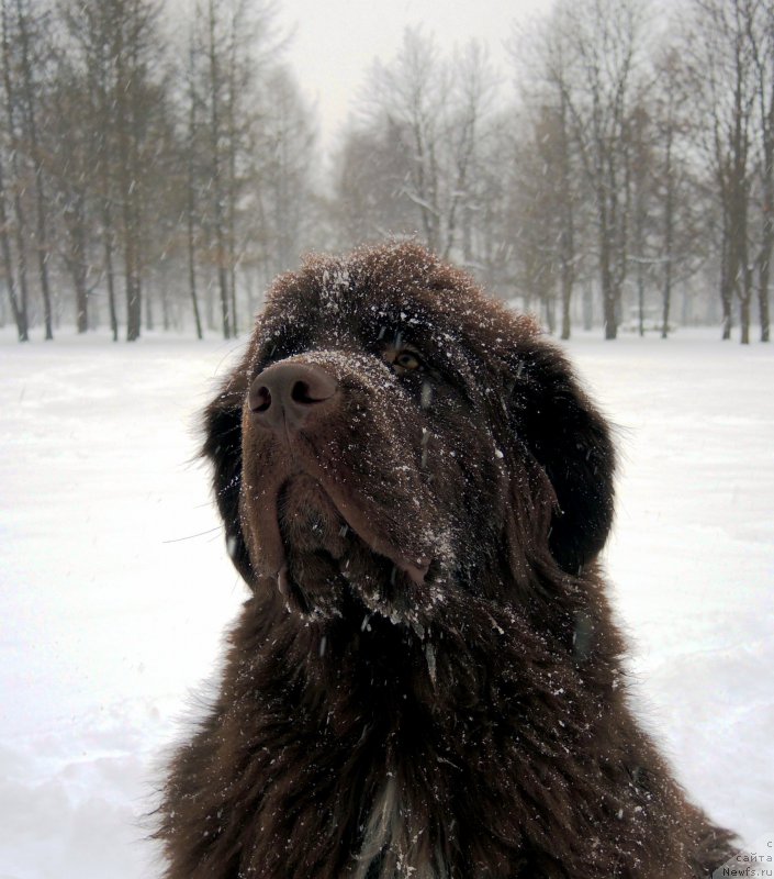 Фото: ньюфаундленд Фанньюф Арктика (Funnewf Arktika)