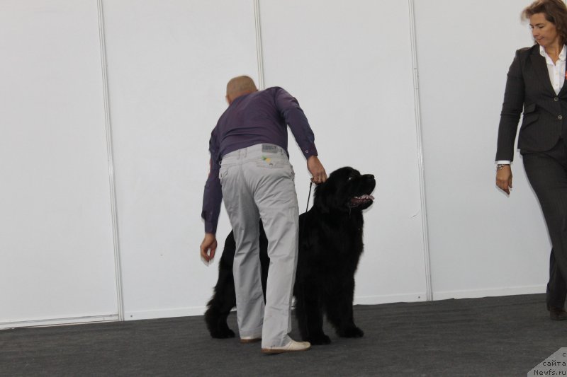 Фото: ньюфаундленд Многоликая Богиня Манифик (Mnogolikaya Boginya Manifik)