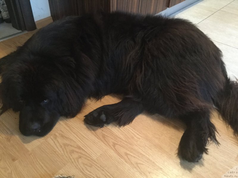 Фото: ньюфаундленд Браунблад МСК Харита Хавва (Brownblood MSK Harita Havva)