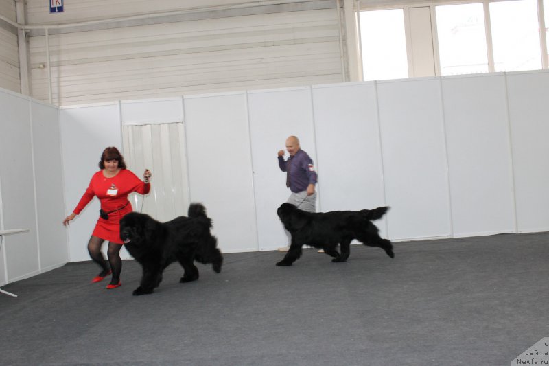 Фото: ньюфаундленд Многоликая Богиня Манифик (Mnogolikaya Boginya Manifik)