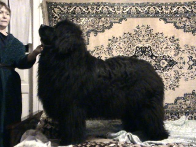 Фото: ньюфаундленд Данс Мемори Вирджиния Найт