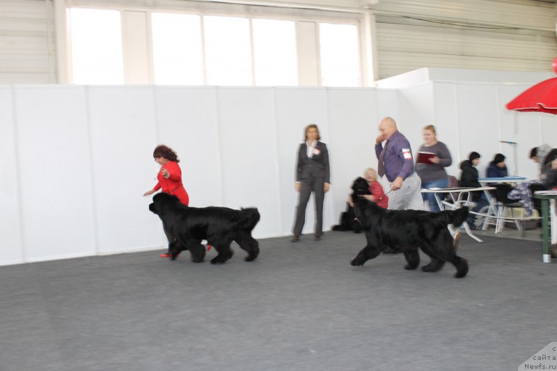 Фото: ньюфаундленд Многоликая Богиня Манифик (Mnogolikaya Boginya Manifik)