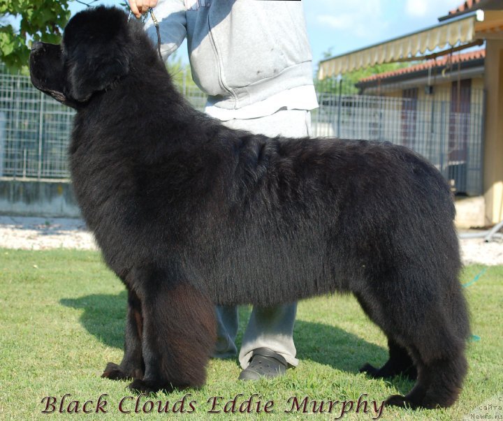 Фото: ньюфаундленд Black Clouds Eddie Murphy