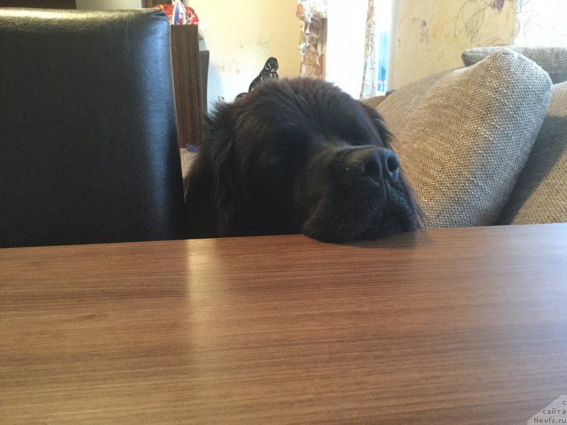 Фото: ньюфаундленд Браунблад МСК Харита Хавва (Brownblood MSK Harita Havva)