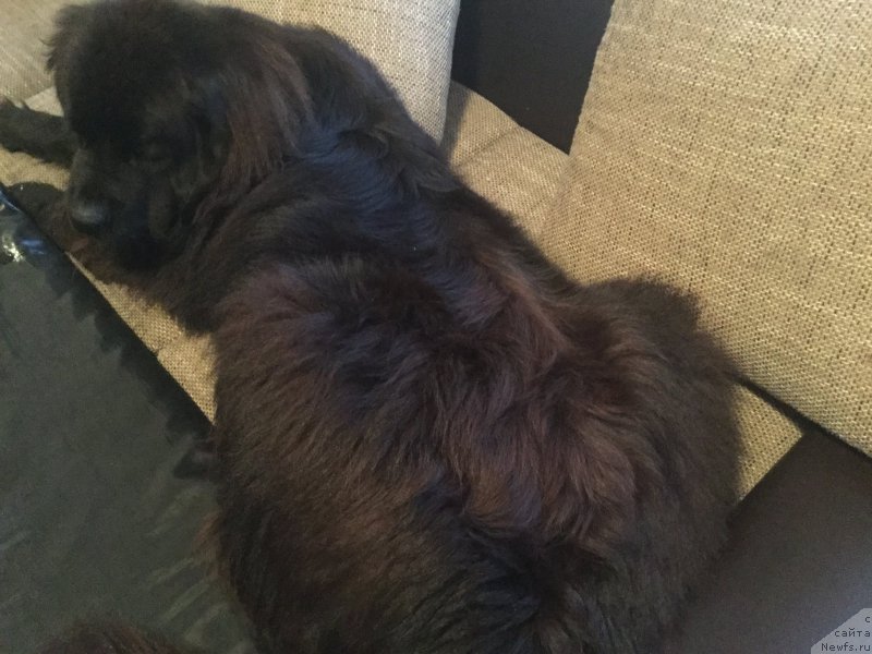Фото: ньюфаундленд Браунблад МСК Харита Хавва (Brownblood MSK Harita Havva)