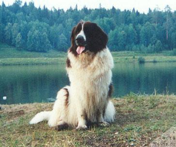 Фото: ньюфаундленд Мирта