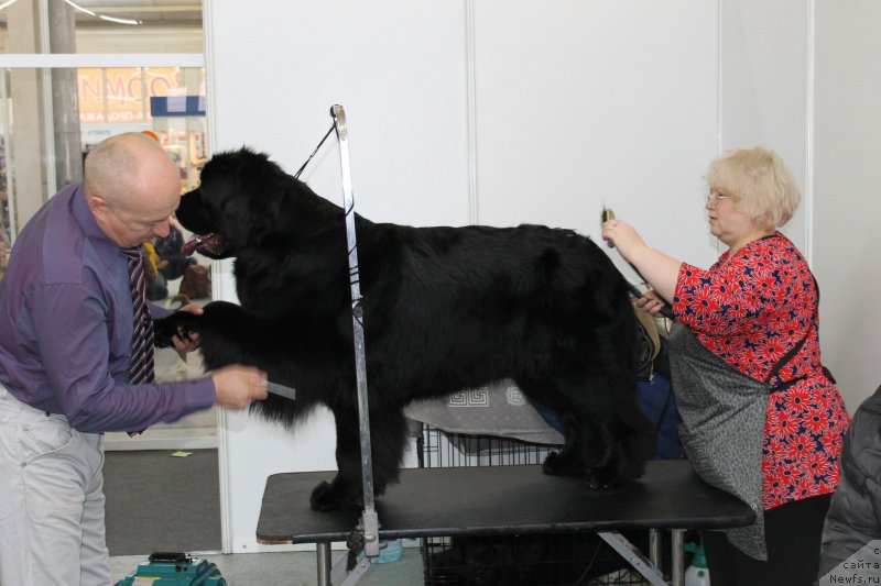 Фото: ньюфаундленд Многоликая Богиня Манифик (Mnogolikaya Boginya Manifik)