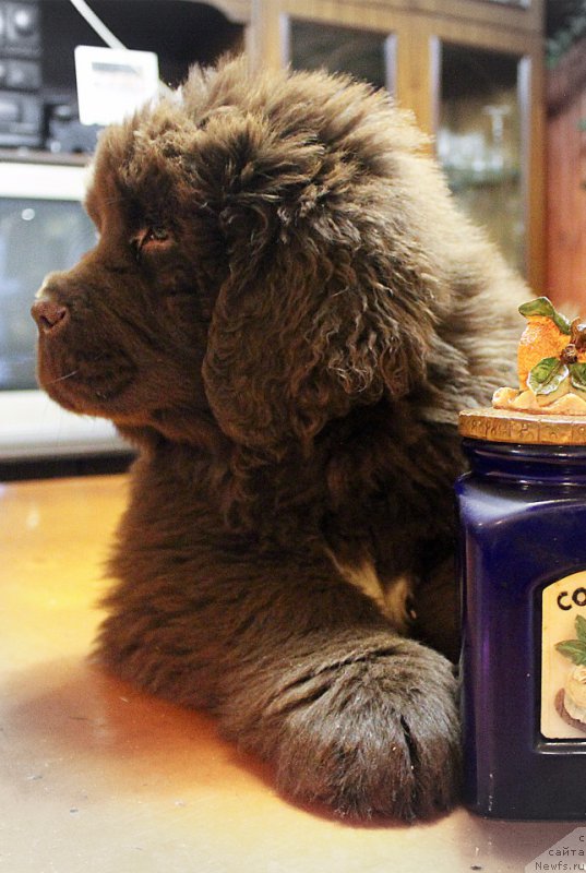 Фото: ньюфаундленд Браунблад МСК Абрамс-Стронг (Brownblood MSK Abrams-Strong)