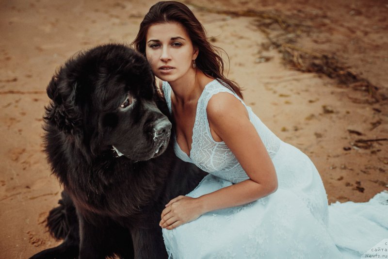 Фото: ньюфаундленд Смигар Ливерпульский Четвертак (Smigar Liverpulsiy Chetvertak), Екатерина Заславская