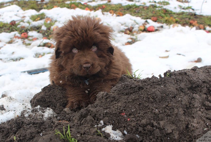Фото: ньюфаундленд Браунблад МСК Аванти Дарлинг Кид (Brownblood MSK Avanti Darling Kid)