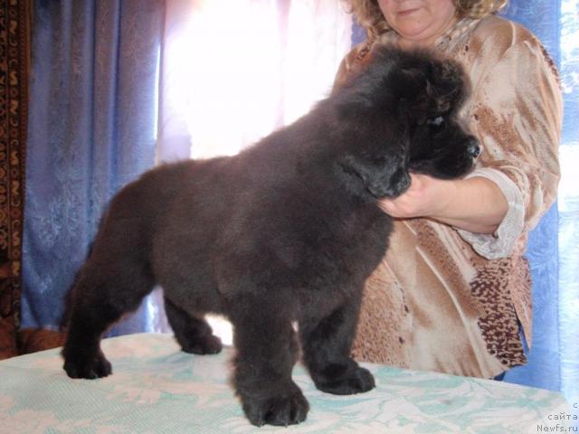Фото: щенок, ньюфаундленд Блэк Долли Пейв Блэк (Blek Dolli Peyv Black), ньюфаундленд Супер Премиум Брабус