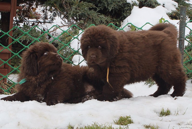 Фото: ньюфаундленд Браунблад МСК Аназер Лав Тендер Эбони (Brownblood MSK Another Love Tender Ebony), ньюфаундленд Браунблад МСК Альфа-Ромео Голд Бадди (Brownblood MSK Alfa-Romeo Gold Baddy)