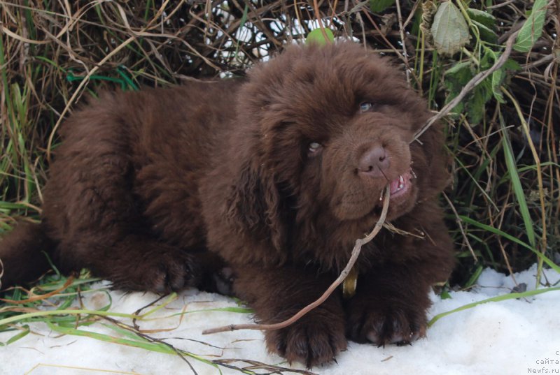Фото: ньюфаундленд Браунблад МСК Альфа-Ромео Голд Бадди (Brownblood MSK Alfa-Romeo Gold Baddy)