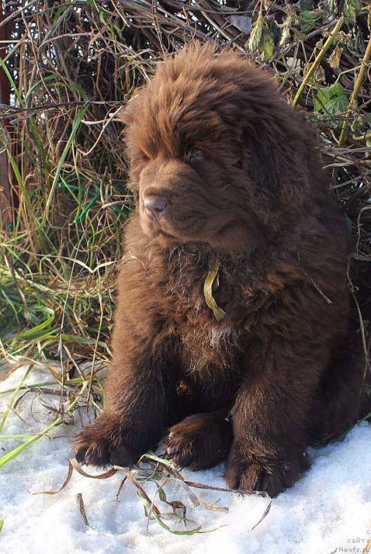 Фото: ньюфаундленд Браунблад МСК Альфа-Ромео Голд Бадди (Brownblood MSK Alfa-Romeo Gold Baddy)