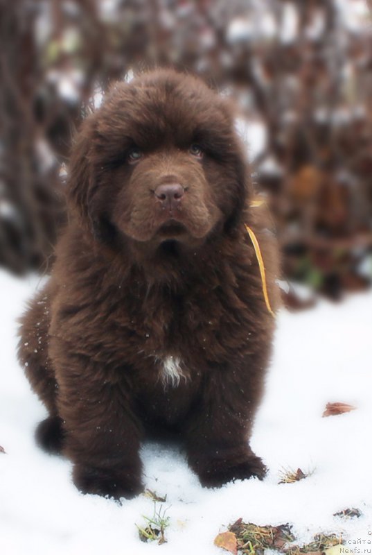 Фото: ньюфаундленд Браунблад МСК Армата Лойар Аид (Brownblood MSK Armata Loyar Aid)