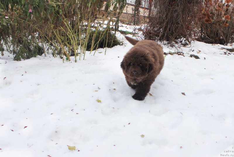 Фото: ньюфаундленд Браунблад МСК Армата Лойар Аид (Brownblood MSK Armata Loyar Aid)