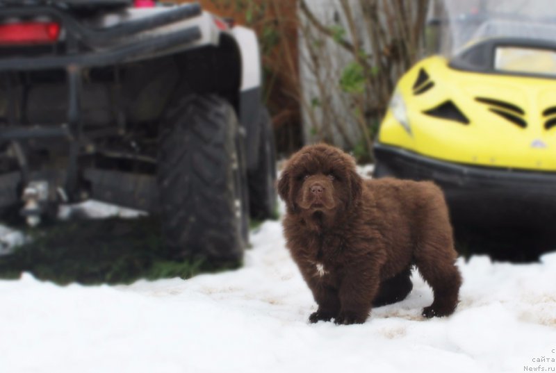 Фото: ньюфаундленд Браунблад МСК Армата Лойар Аид (Brownblood MSK Armata Loyar Aid)