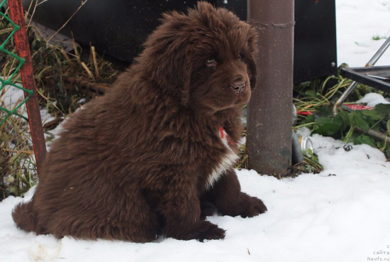 Фото: ньюфаундленд Браунблад МСК Ауди Рэд Лэсс (Brownblood MSK Audi Red Less)