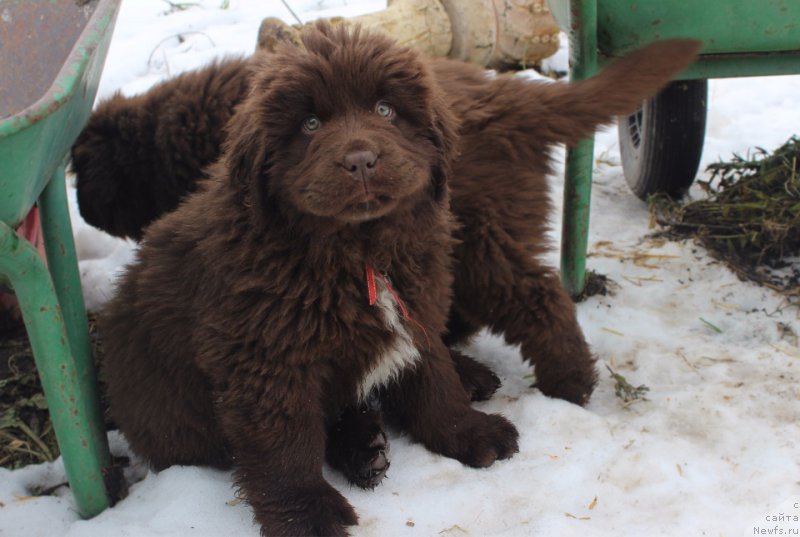 Фото: ньюфаундленд Браунблад МСК Ауди Рэд Лэсс (Brownblood MSK Audi Red Less)