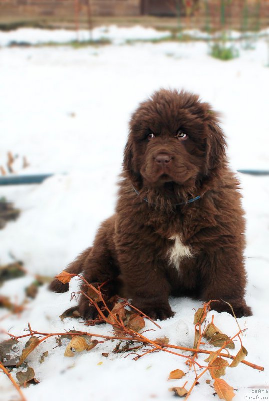 Фото: ньюфаундленд Браунблад МСК Альпина Гуардиан Соул (Brownblood MSK Alpina Guardian Soul)