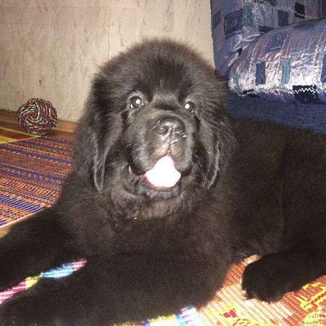 Фотография № 216691