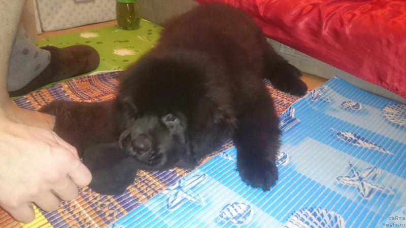 Фотография № 216693