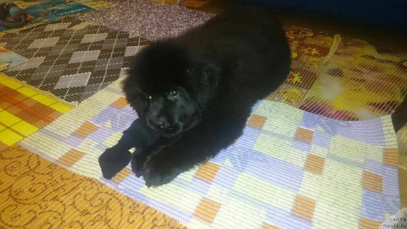 Фотография № 216694