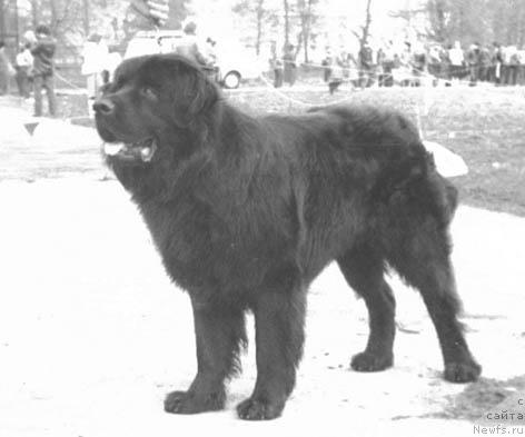 Фото: ньюфаундленд Юликс (Julix)