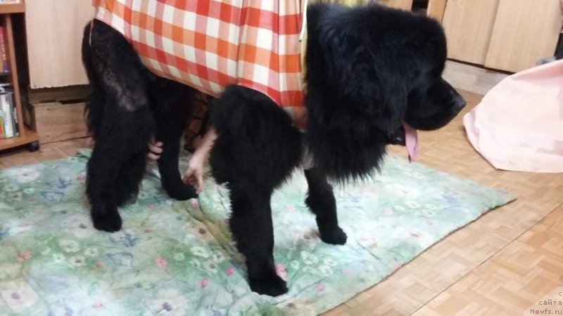 Фото: ньюфаундленд Преданный Друг