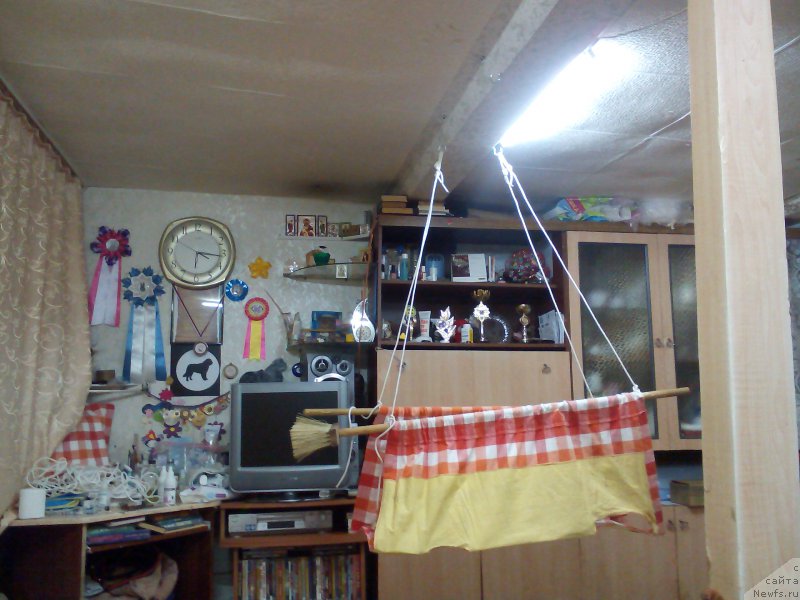 Фото: ньюфаундленд Преданный Друг