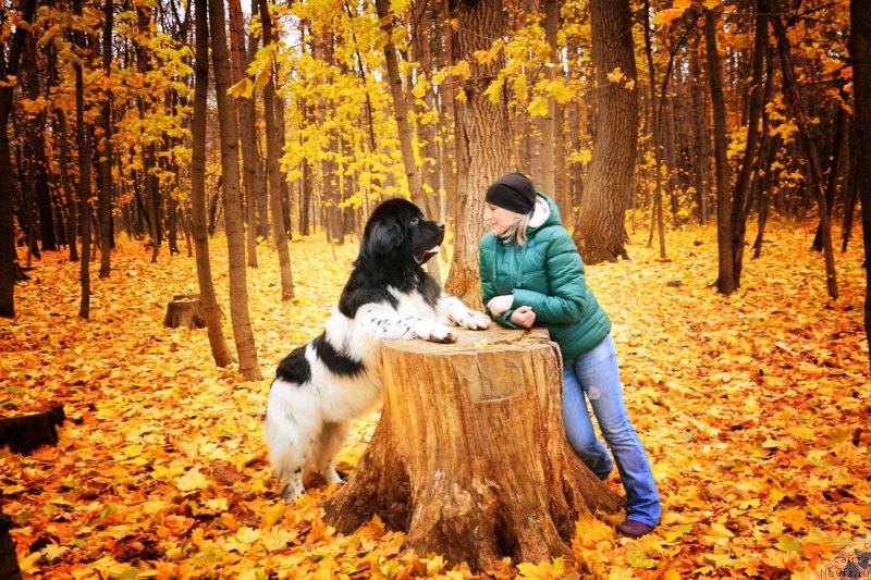Фото: ньюфаундленд Плюшевая Панда Ферреро Ронд Нуар (Plushevaya Panda Ferrero Rond Noir)