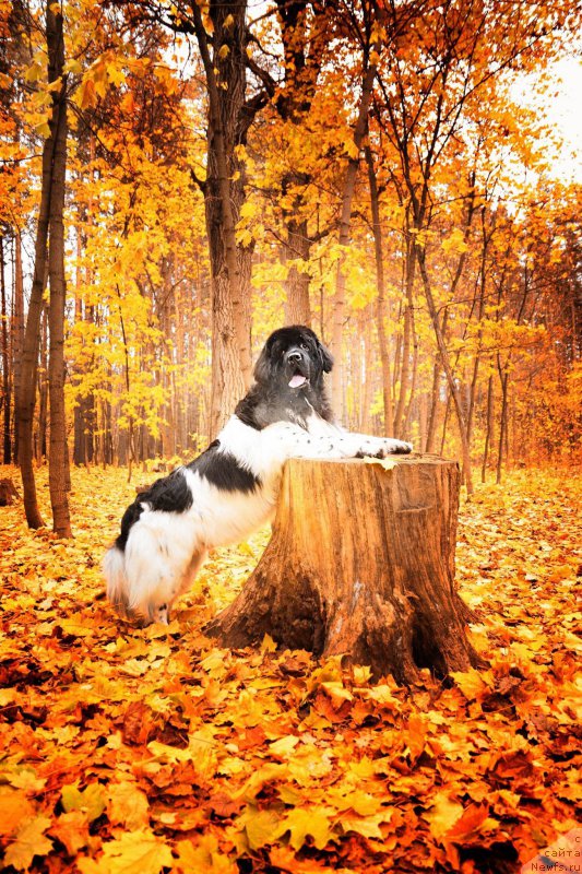 Фотография № 216708