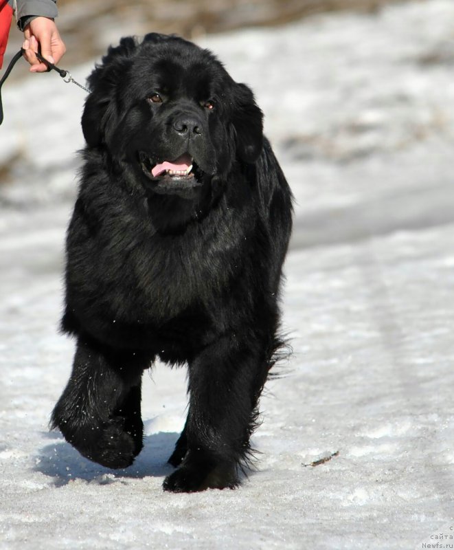 Фото: ньюфаундленд Черный Чанк с Берега Дона (Chernyj Chank s Berega Dona)
