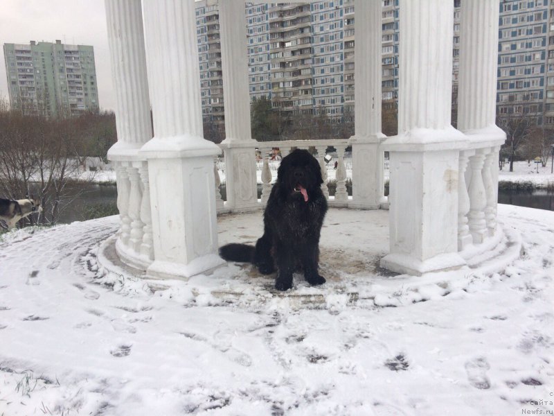 Фото: ньюфаундленд Белкондер-Клаб Бриллиант Корсар (Belkonder-Club Brilliant Corsair)