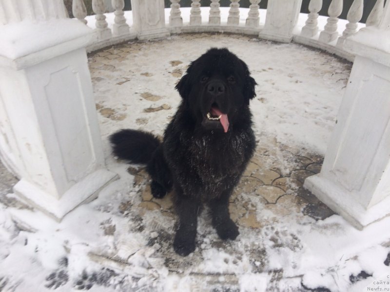 Фото: ньюфаундленд Белкондер-Клаб Бриллиант Корсар (Belkonder-Club Brilliant Corsair)