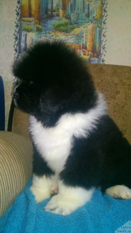 Фото: ньюфаундленд Бэн Большая Удача