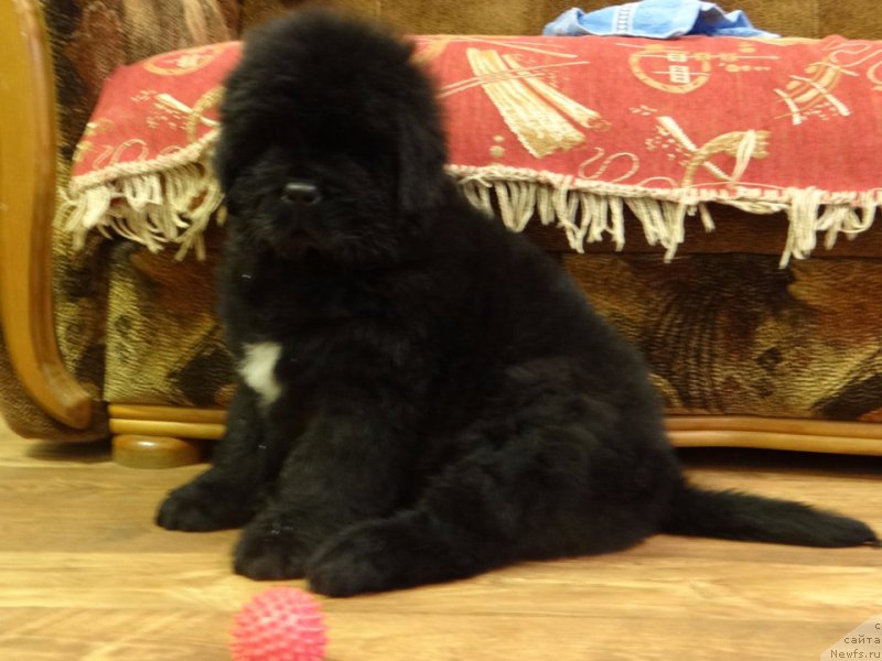 Фото: ньюфаундленд Брэди Нежный Ветер