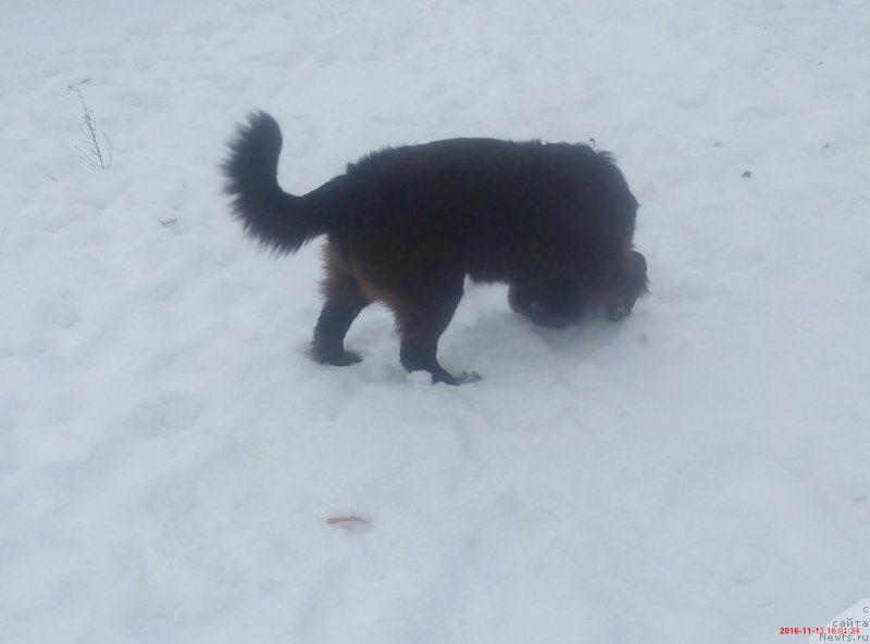 Фотография № 216728