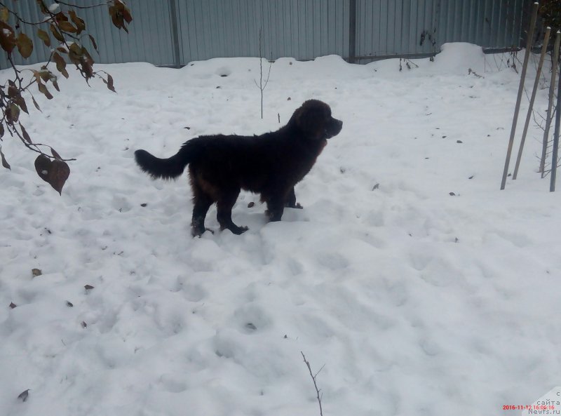 Фотография № 216729