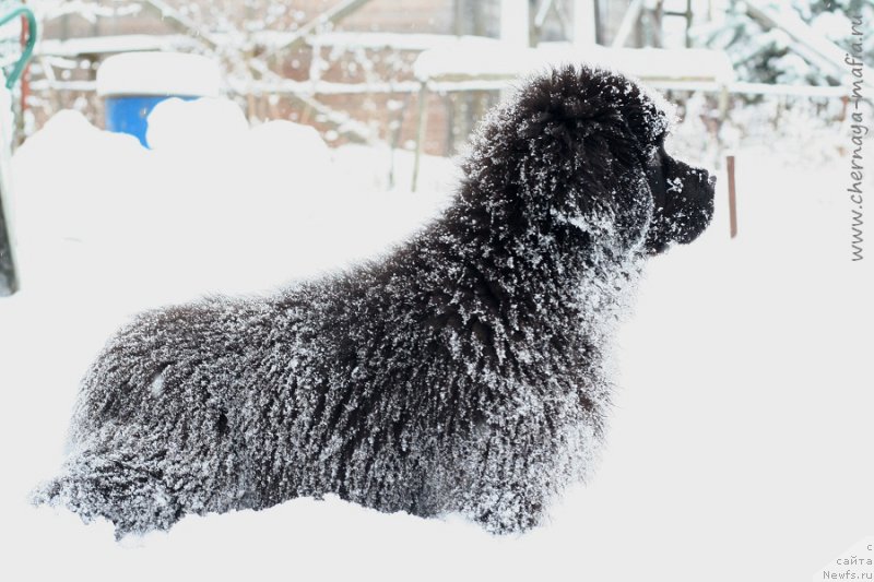 Фотография № 216737