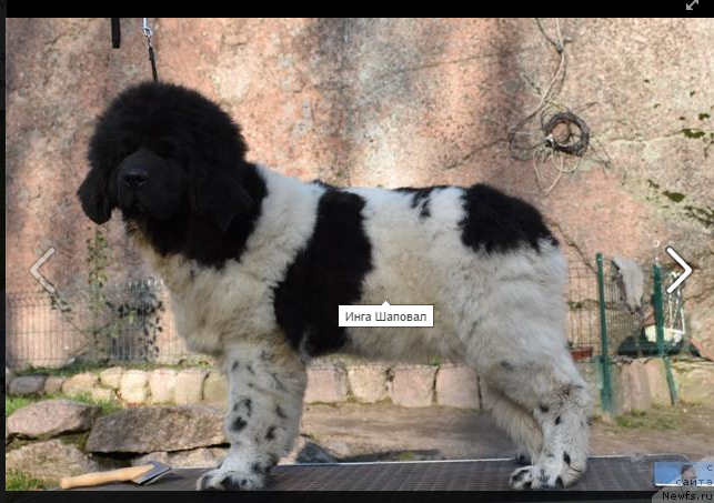 Фото: ньюфаундленд Плюшевая Панда Инфлорескенсе Каллистосс