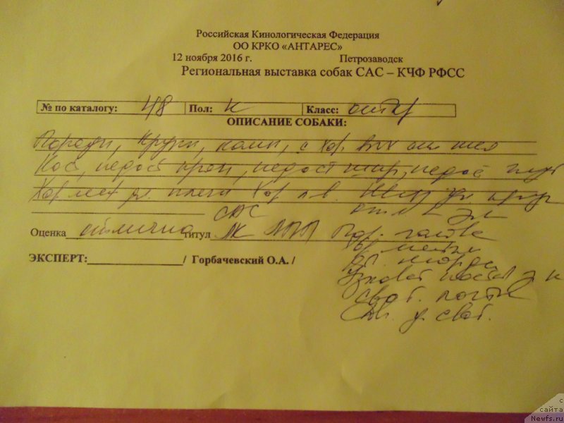 Фото: ньюфаундленд Степная Пальмира Единственный Мой