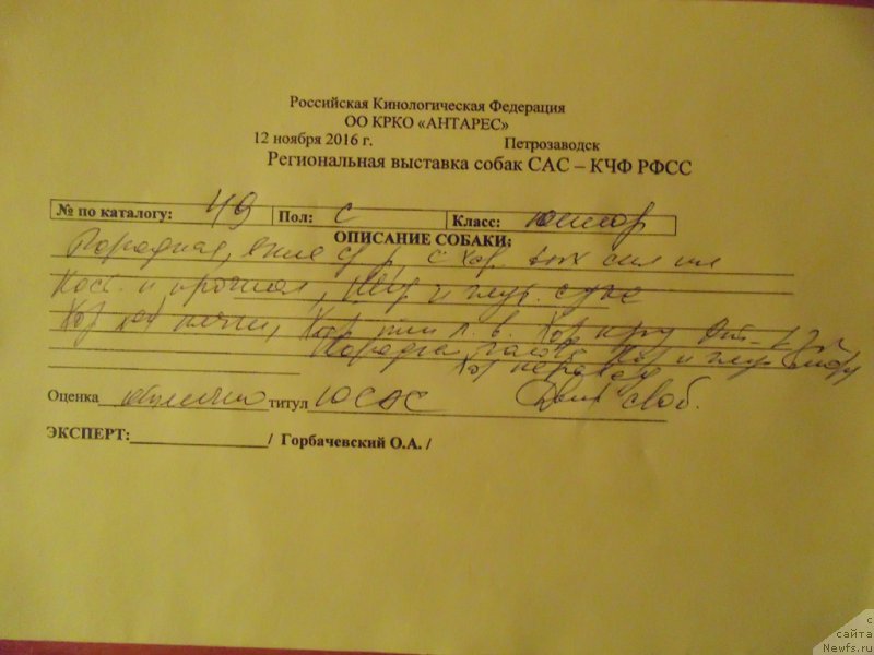 Фото: ньюфаундленд Баффи от Карельских Медведей