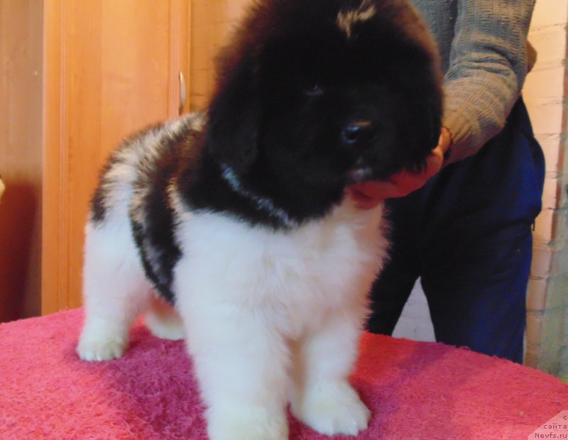 Фото: ньюфаундленд Водолей от Карельских Медведей