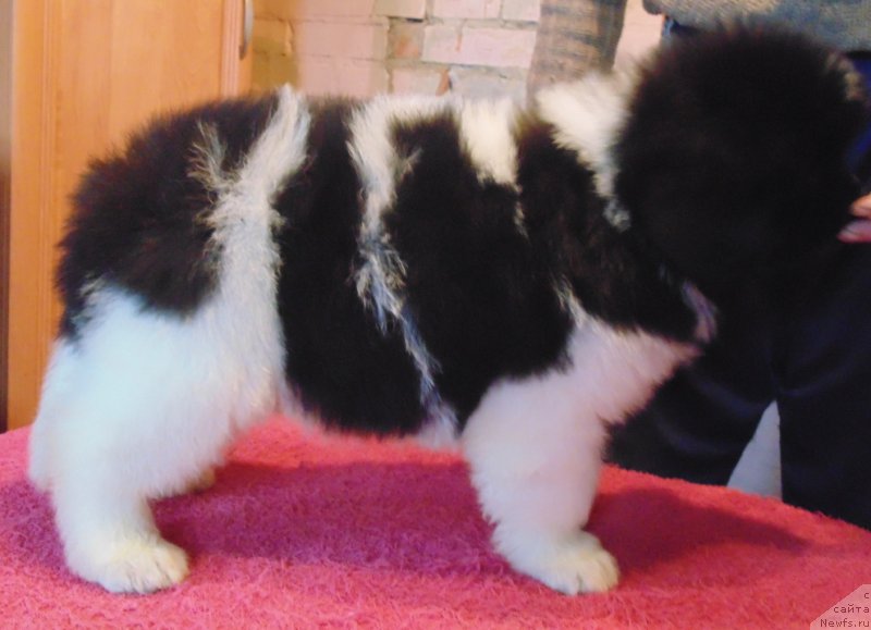 Фото: ньюфаундленд Водолей от Карельских Медведей