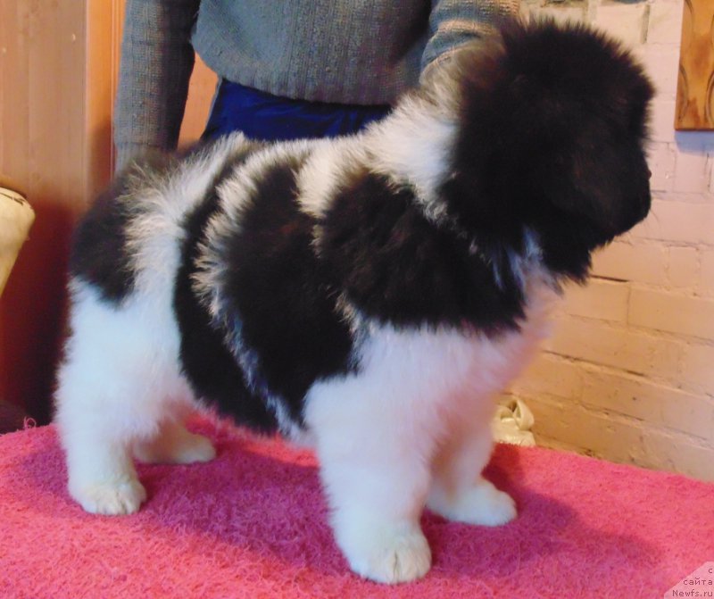 Фото: ньюфаундленд Водолей от Карельских Медведей