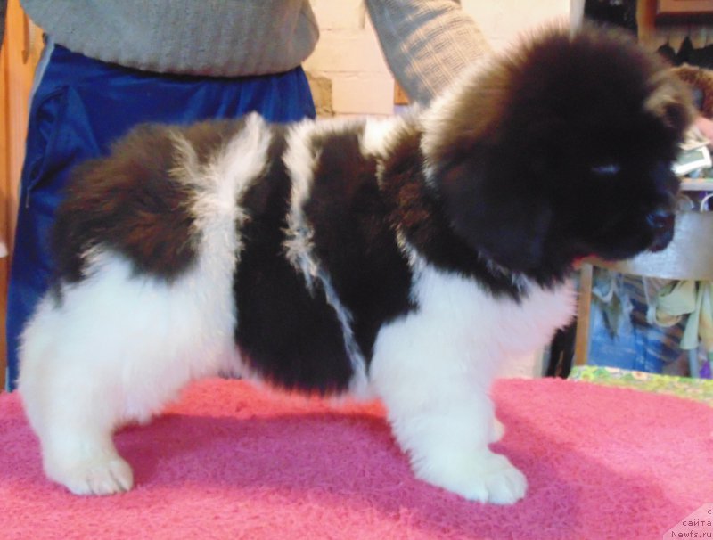 Фото: ньюфаундленд Водолей от Карельских Медведей