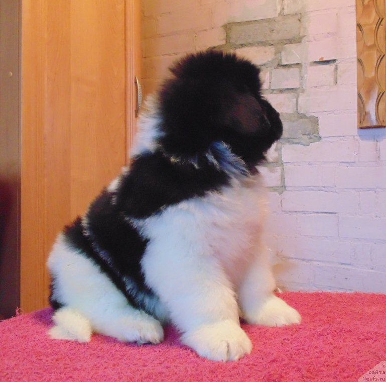 Фото: ньюфаундленд Водолей от Карельских Медведей