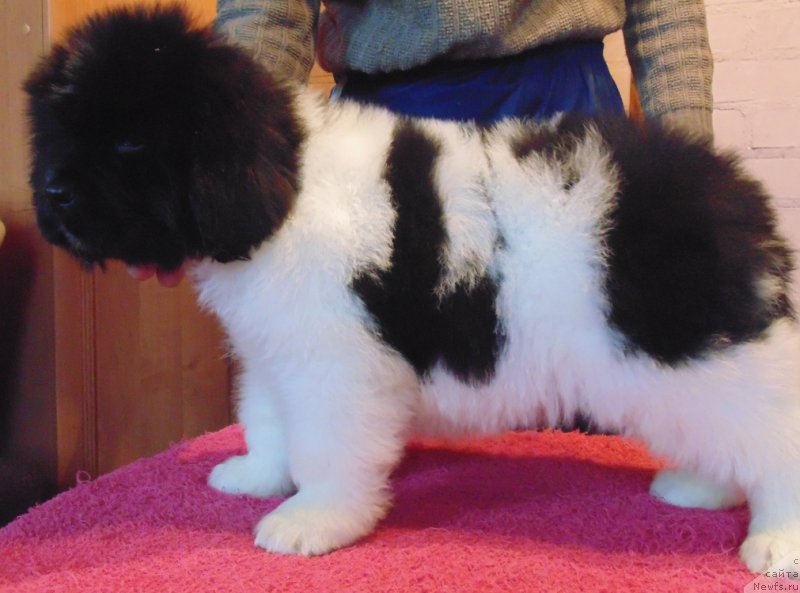 Фото: ньюфаундленд Водолей от Карельских Медведей