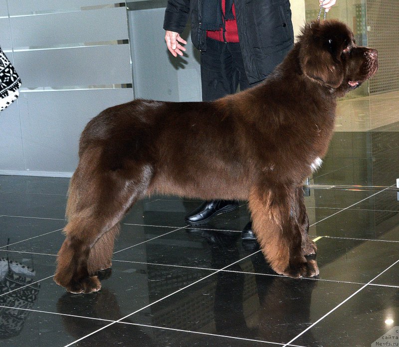 Фото: ньюфаундленд Фанньюф Атлантика (Funnewf Atlantika)